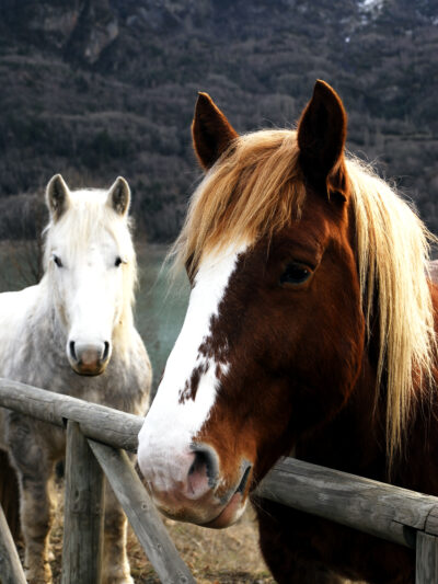 Horses
